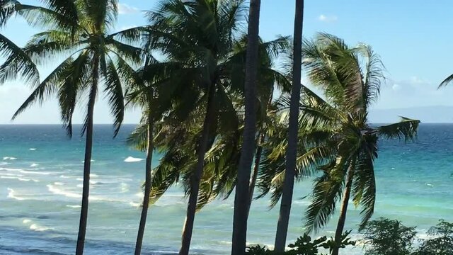 coconut trees under the wind