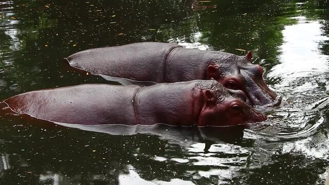 Hippo in water at zoo animal Thailand 