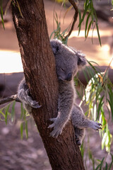 Sleeping Koala © James