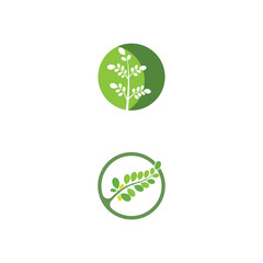 Moringa leaf Logo Template vector