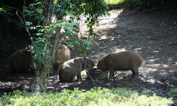 tapiro che cerca cibo in una riserva naturale