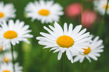 Daisies in the field. Chamomile flower in the meadow. Floral pattern, summer wallpaper.