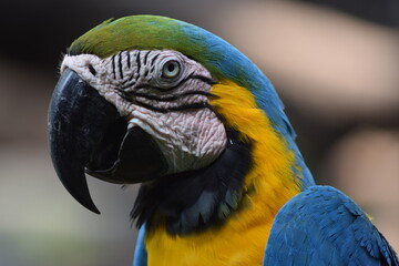 blue and yellow macaw