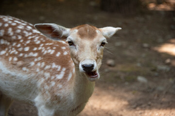 cerbiatti che mangiano le foglie in una riserva naturale