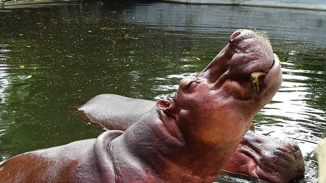 Hippo in water at zoo animal Thailand 