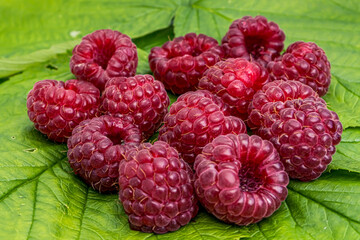 Raspberry on a green leaves close up macro. Nature background. Fresh fruit. Natural product.