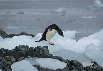 Fototapeta premium Adelie penguin in Antarctica (Pygoscelis adeliae)