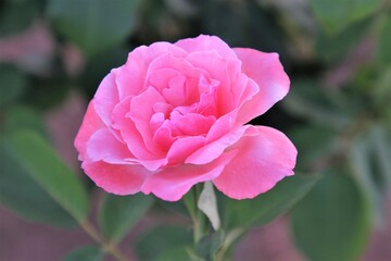 LES BELLES ROSES QUI CHANGENT TOUT DANS LE JARDIN 