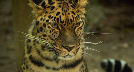 leopardo in cattività con sguardo arrabbiato © garpinina
