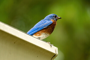 Bluebird Perched on a House Gutter.