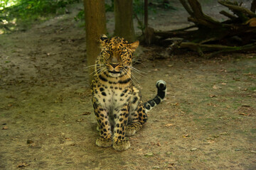 leopardo in cattività con sguardo arrabbiato © garpinina
