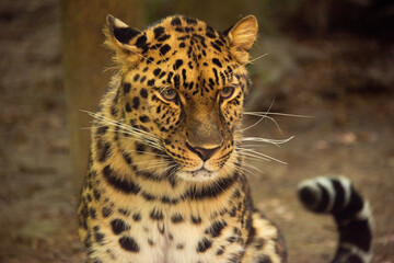 leopardo in cattività con sguardo arrabbiato © garpinina