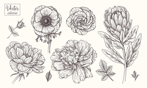 Peony, anemone, protea, eustoma. Vector collection of hand drawn flowers. Vintage Botanical Flowers.