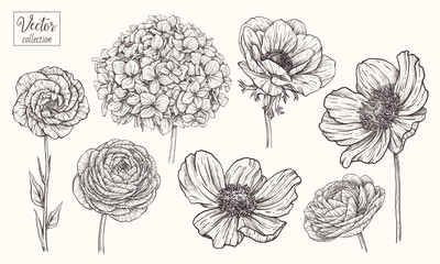 Hydrangea, anemone, ranunculus,
eustoma, japanese anemone. Vector collection of hand drawn flowers. Vintage Botanical Flowers.