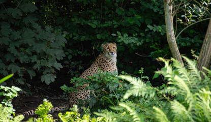 ghepardo che si riposa nel verde © garpinina
