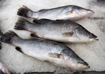 Fresh fish on ice at local market in Thailand.