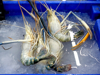 Fresh shrimp on ice at local market in Thailand.