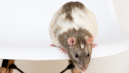 Domesticated laboratory two-colored rat at home on a chairs