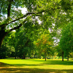 Green lawn with trees and clear bright sky.