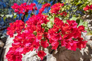red and white flowers