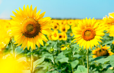Sunflower natural background. Beautiful landscape with yellow sunflowers against the blue sky. Sunflower field, agriculture, harvest concept. Sunflower seeds, vegetable oil. Wallpaper with sunflower