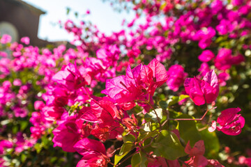 Fototapeta premium flowers in the garden