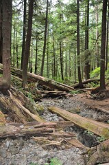 Obraz premium Canada6172020