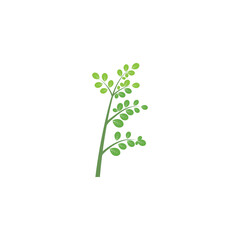 Moringa leaf Logo Template vector