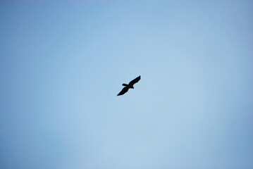 Rapace qui plane en contre-jours