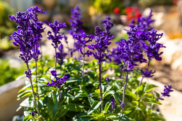 Obraz premium lavender flowers in the garden