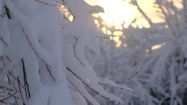 Snow-covered tree branch against the backdrop of a gentle sunset and snowfall. Winter background