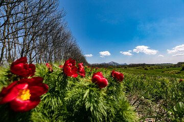red poppy field