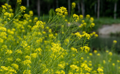 Yellow rapeseed. Scenic landscape with yellow rape