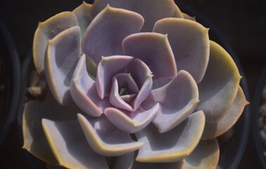 close up of a cactus