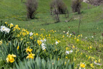 field of dandelions