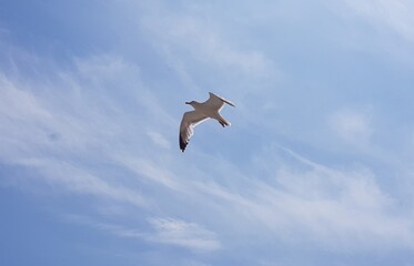 Чайка. Созополь