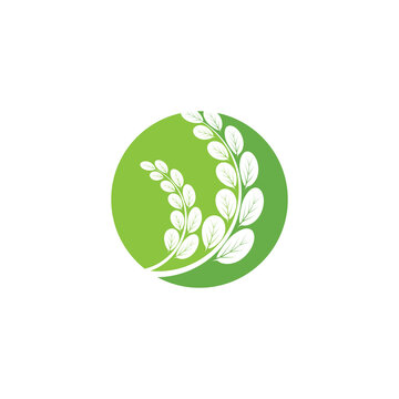 Moringa leaf Logo Template vector
