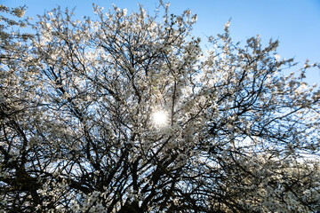tree branches against blue sky
