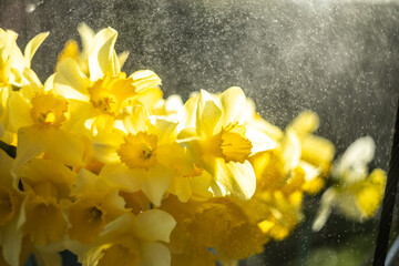 daffodils in spring