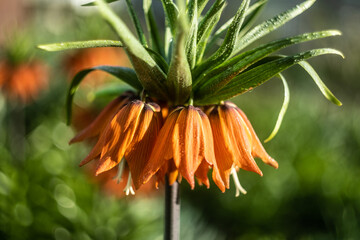 orange tiger lily