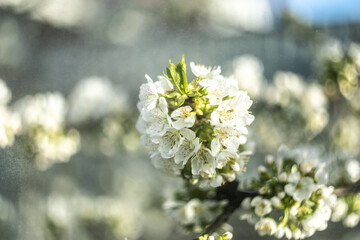 blooming apple tree