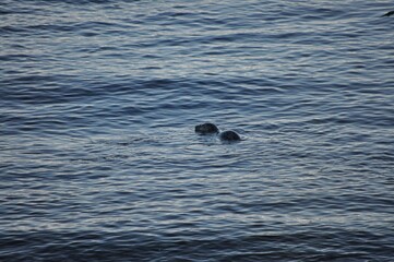 Fototapeta premium Canada6172020