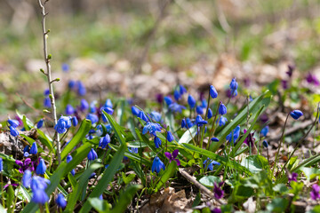 blue flowers in the garden