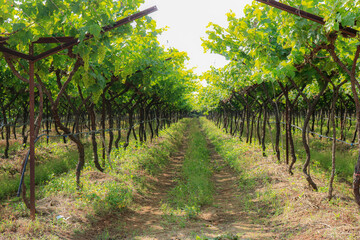 Fototapeta na wymiar the beauty of grape farm in maharashtra