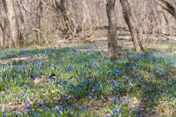 peacock in the grass