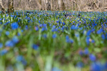 lavender field in spring