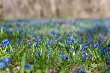 purple crocus flowers