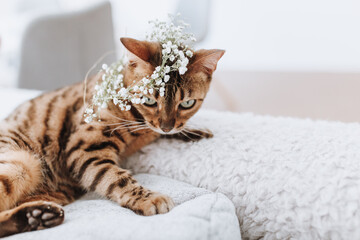 Bengalkatze auf der Couch mit Blumen