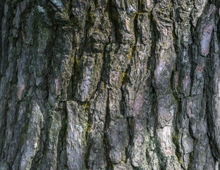 bark of a pine tree