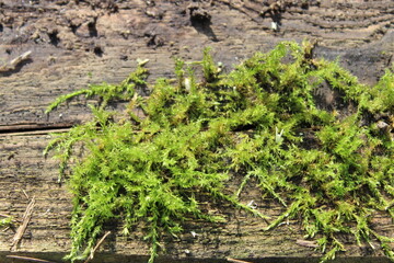 Green moss on an old log. Macro. Russia.